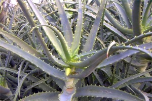 �c�ۉ��̃A���G