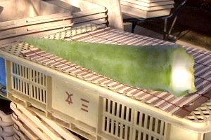 ※アロエベラの葉が3枚入っています。