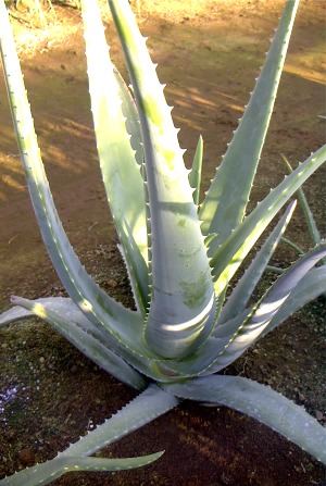 手塩にかけて育てたアロエベラです。