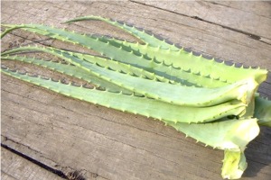 【キダチアロエ・化粧水用】